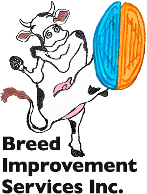 Breed Improvement Services Inc. A happy cow wearing BIS-sourced hoof blocks.