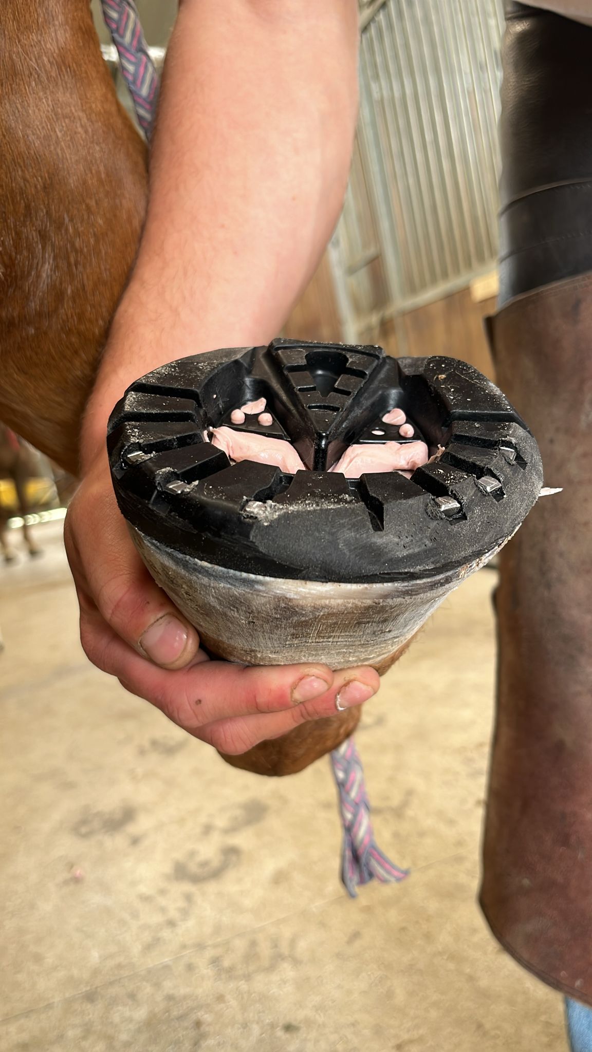 TP Horseshoes showing snare iron