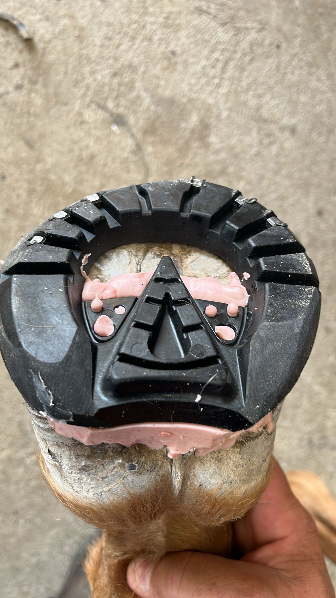 TP Horseshoes showing snare iron