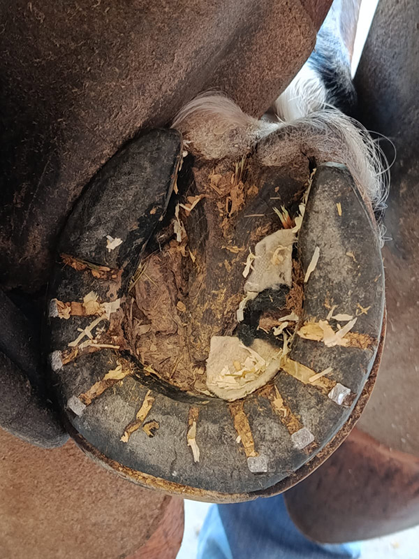 TP Horseshoe after 67 days of use