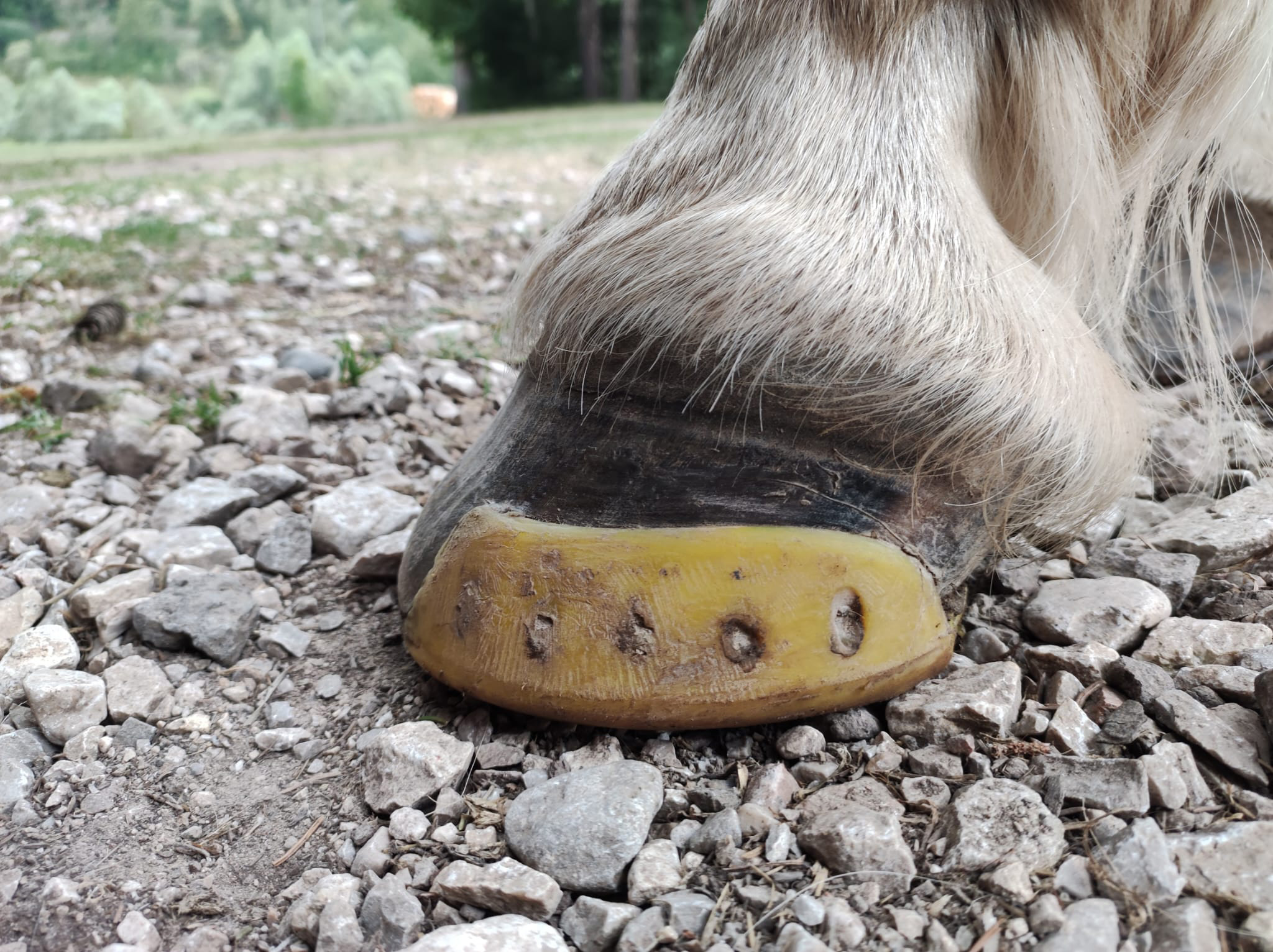 TP “Iron Block” horseshoe after 1 month of use. Click for larger image.