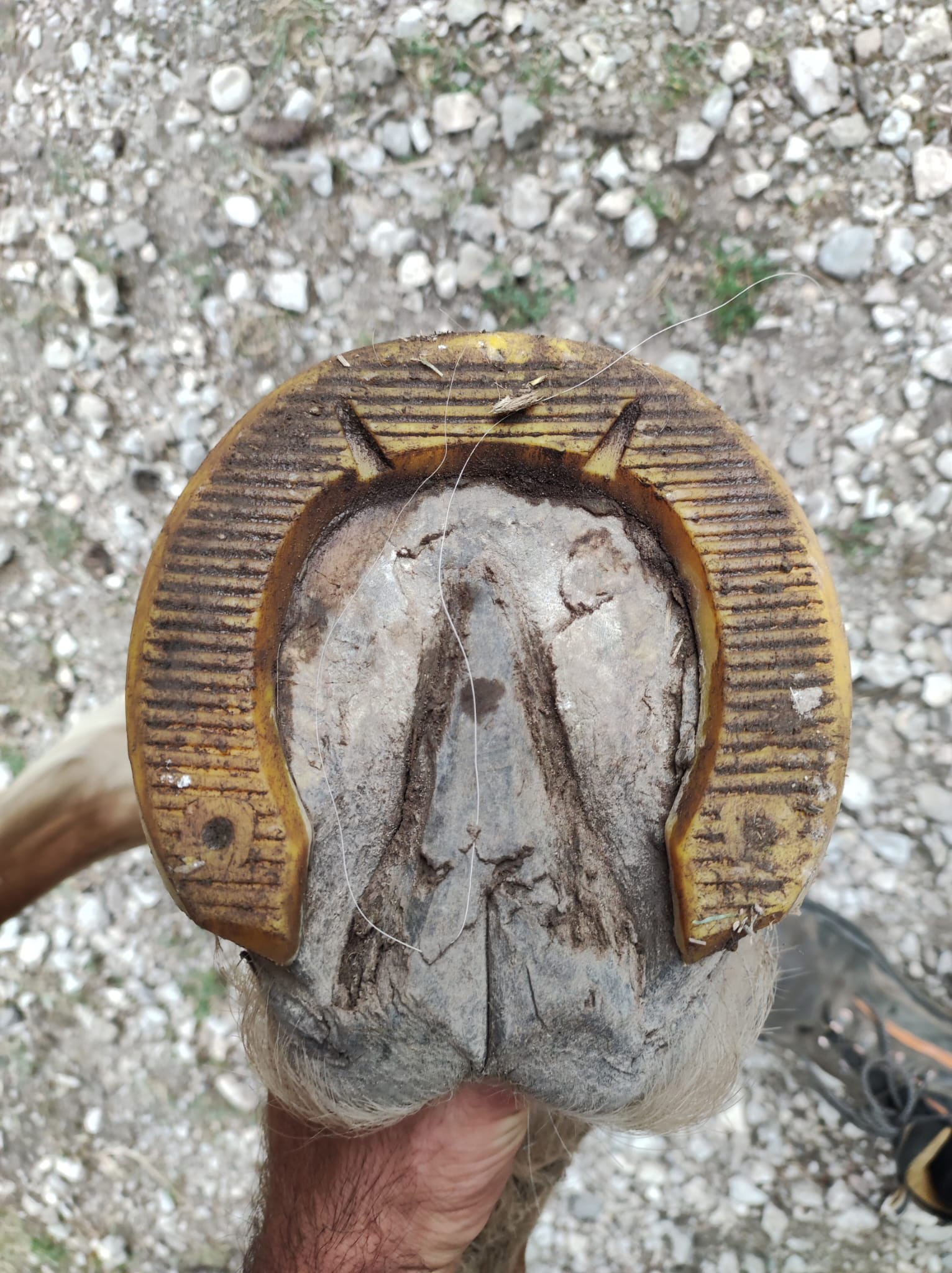 TP “Iron Block” horseshoe after 1 month of use. Click for larger image.