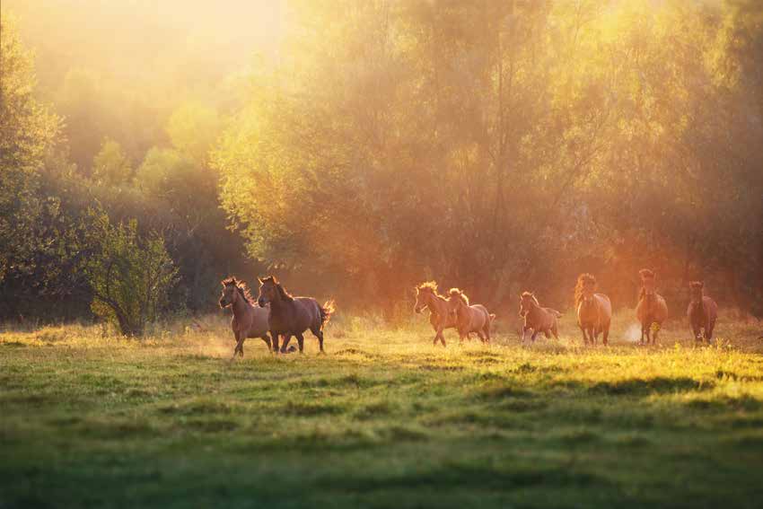 Horses running on a green field in beautiful light.